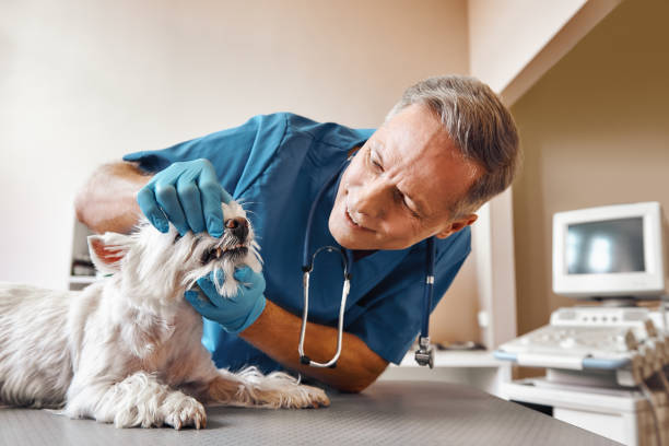 Best Emergency Denture Repair in Newington, VA